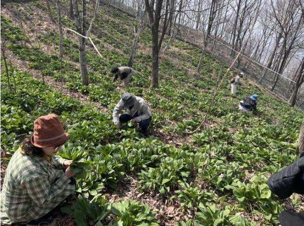 횡성군, KTX 연계 ‘노아의 숲 명이나물 힐링 여행’ 첫회차 성료